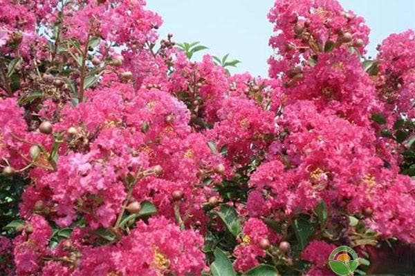 紫薇树怎么种植和养护？