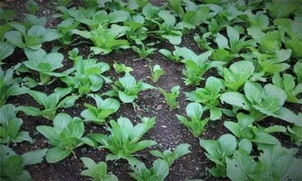油菜的栽培方式、栽培茬口和栽培技术要点