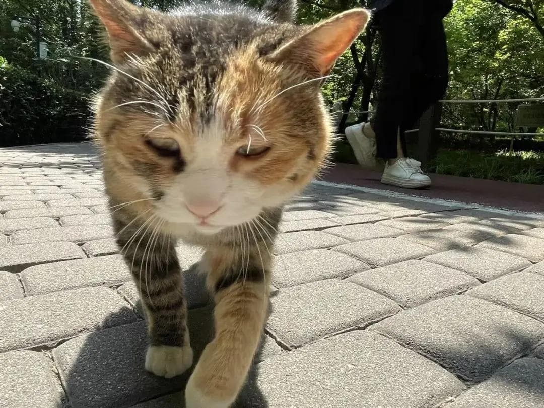 “喵星”威胁？揭秘猫对鸟类生物多样性的潜在冲击