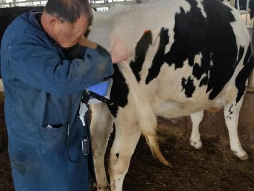 牛用B超机在奶牛繁育过程中如何提高繁殖效率？