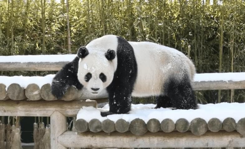 我们都担心的：旅韩大熊猫园欣脱毛真相
