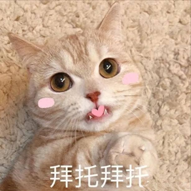 狸花、英短、布偶、美短：四种常见猫咪的品种特征与收养指南
