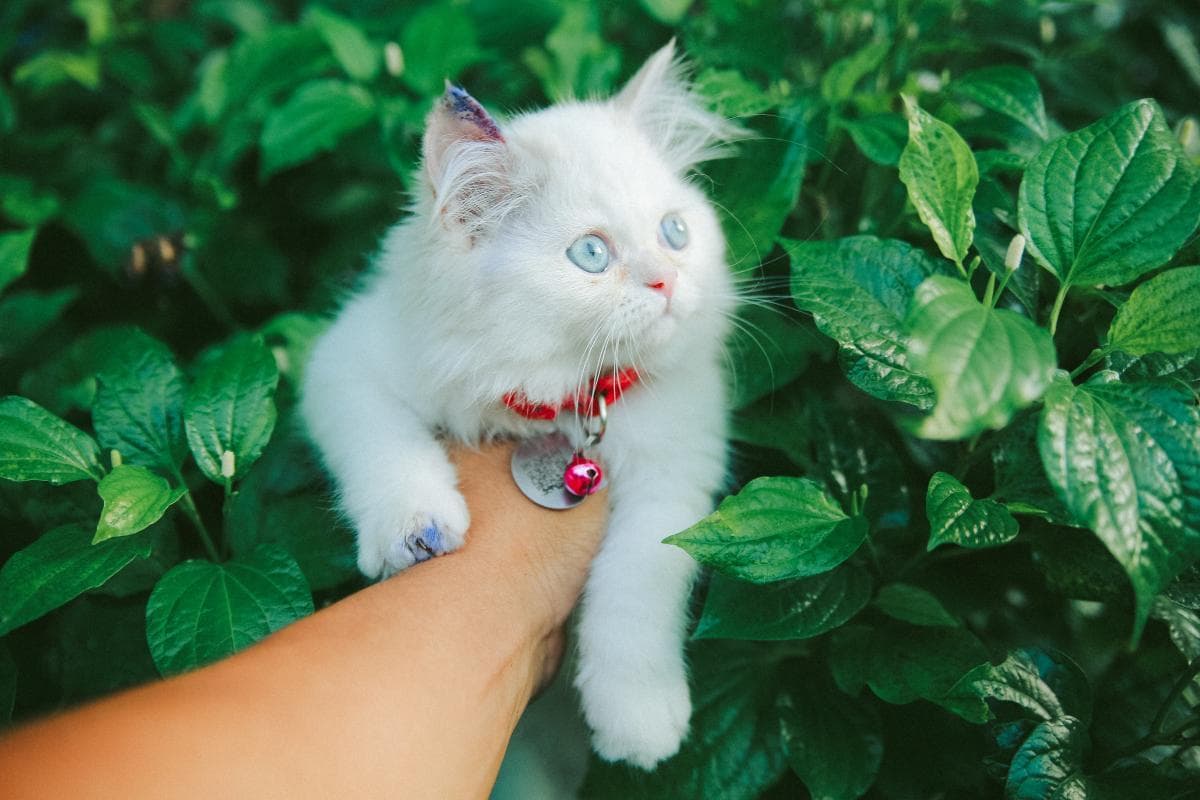 轻微猫抓伤可自行处理，这些情况需及时就医
