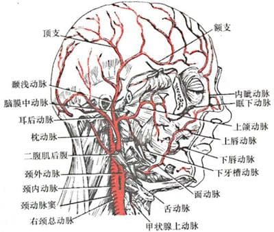 解剖学：颈总动脉的结构与功能详解