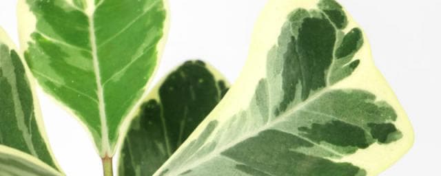 花叶三角榕怎么繁殖，什么时候繁殖