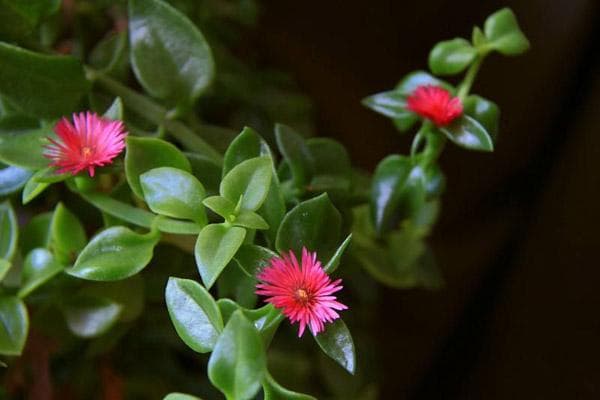 吊兰类的植物有哪些？吊兰哪个品种最漂亮？