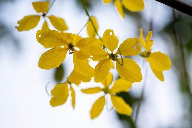 迎春花的寓意和花语