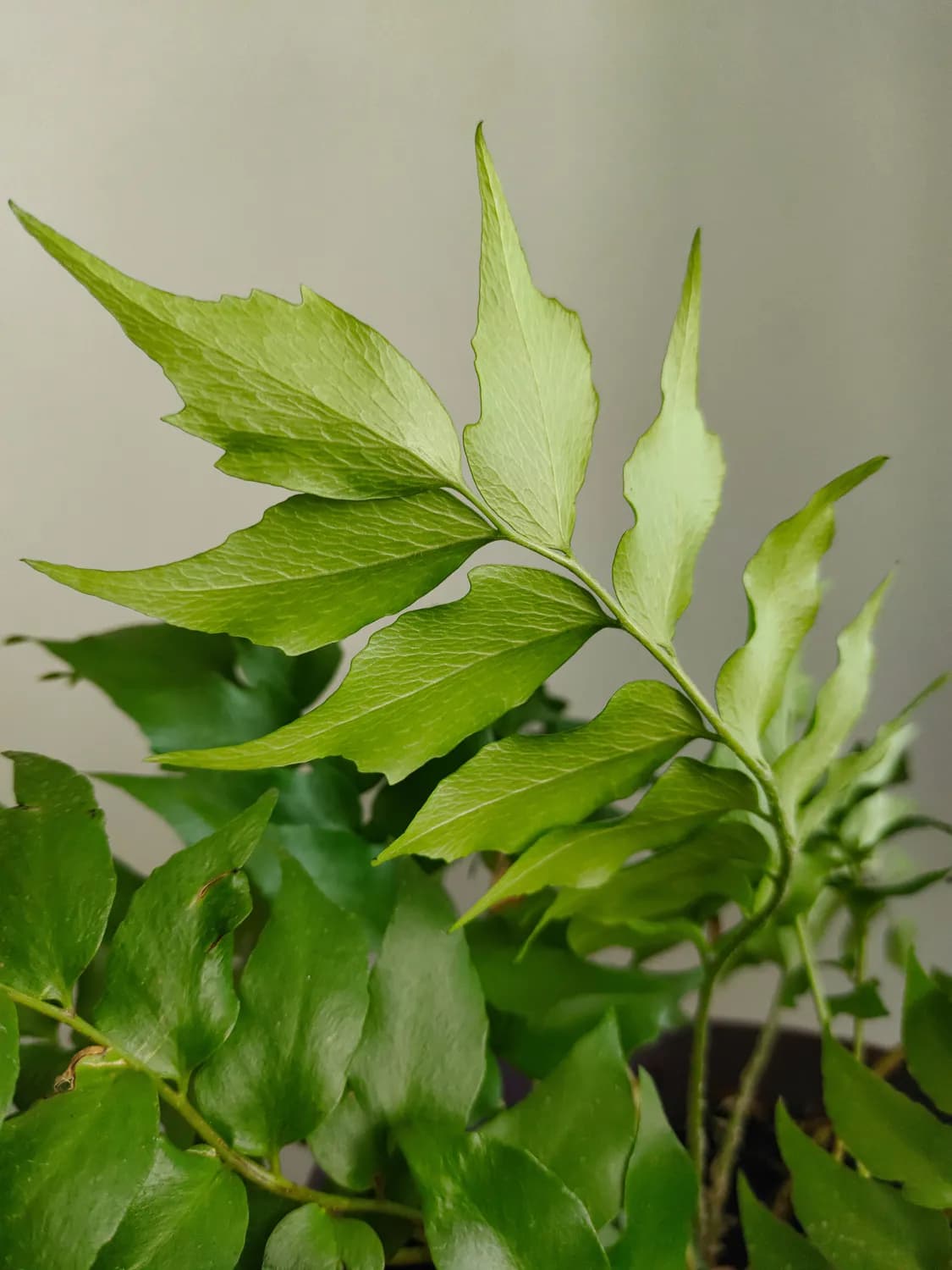 青峰清火片：正确使用指南
