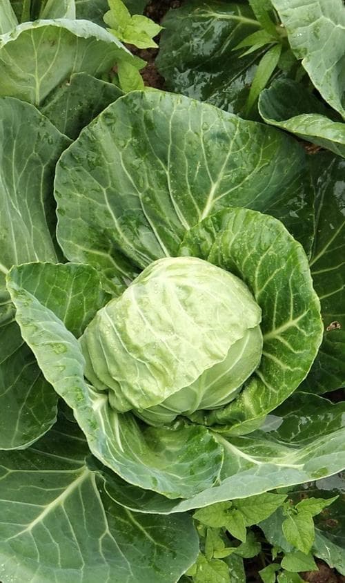 甘蓝菜和包菜是同一种蔬菜吗？它们的区别是什么？