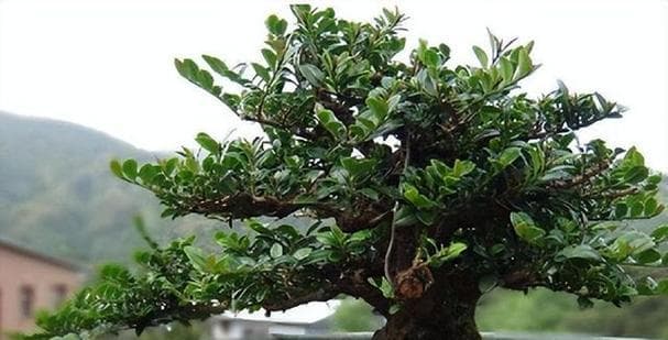 小叶紫檀如何快速发芽？（培育小叶紫檀必备技巧）
