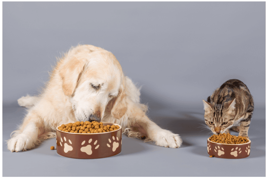 “抗糖”大作战，犬猫糖尿病如何预防