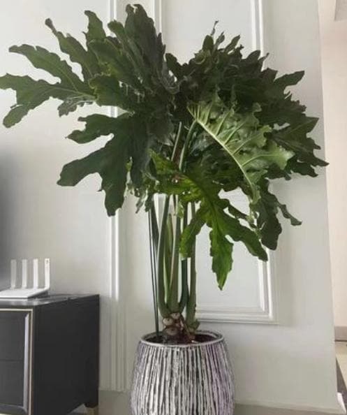 观叶植物种类介绍：美观与象征意义的完美结合
