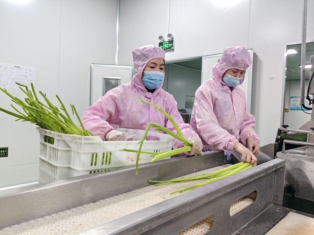 《半月谈》聚焦青州：心系一棵菜，拉长产业链