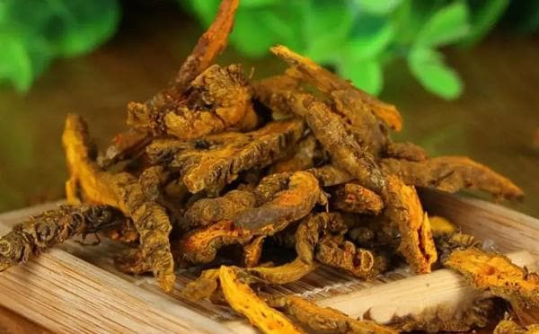 中草药：黄连的5大功效与作用