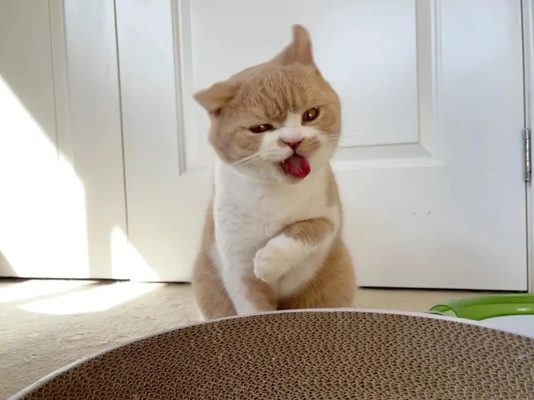 猫头颈部有硬小疙瘩像结痂？多种原因及处理方法详解