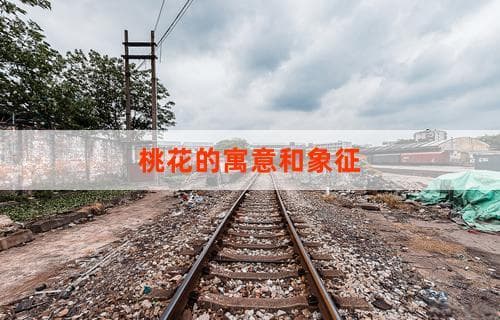 桃花的寓意和象征：文化与艺术中的多重意义