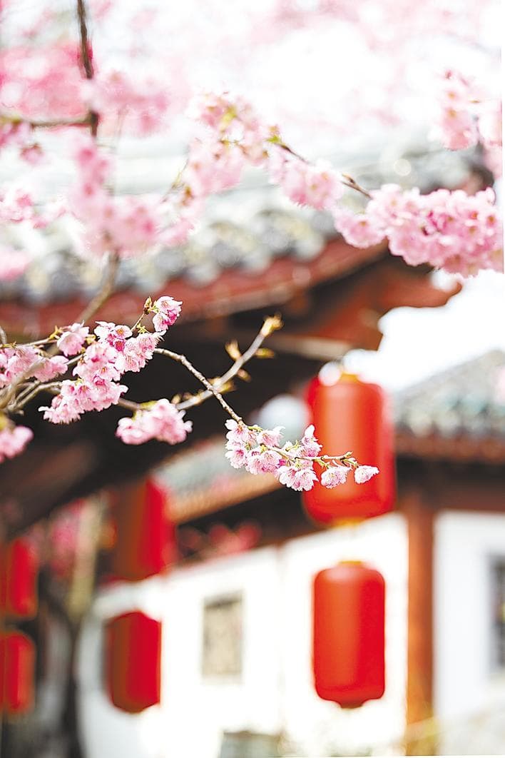 武汉樱花品种你认识多少