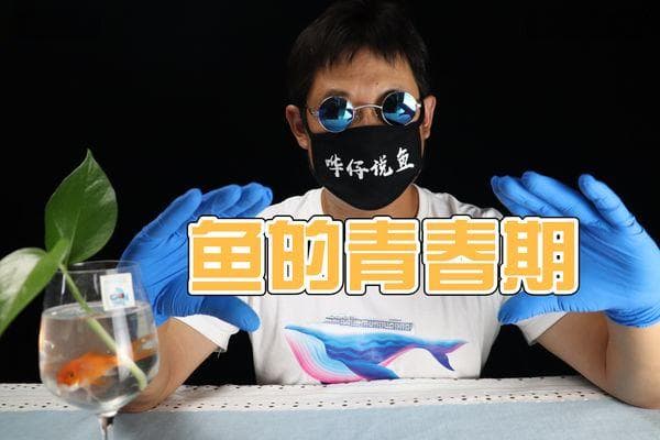 观赏鱼吃的多是不是长的快（关于观赏鱼的喂养方法）