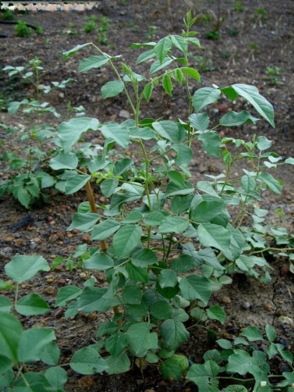 炙甘草与甘草有什么区别