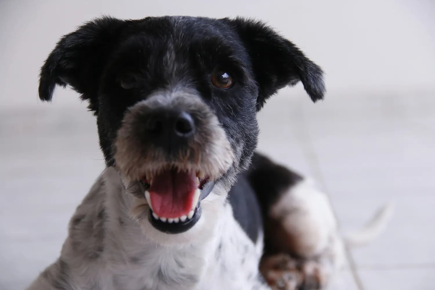 狂犬疫苗接种后，这些食物千万别碰！