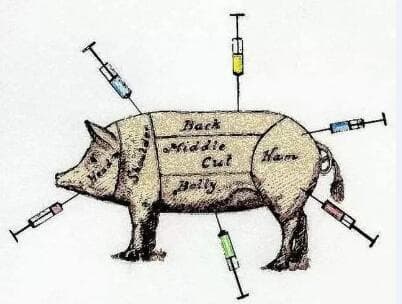猪肌肉注射的正确部位,给猪打针的正确位置图解