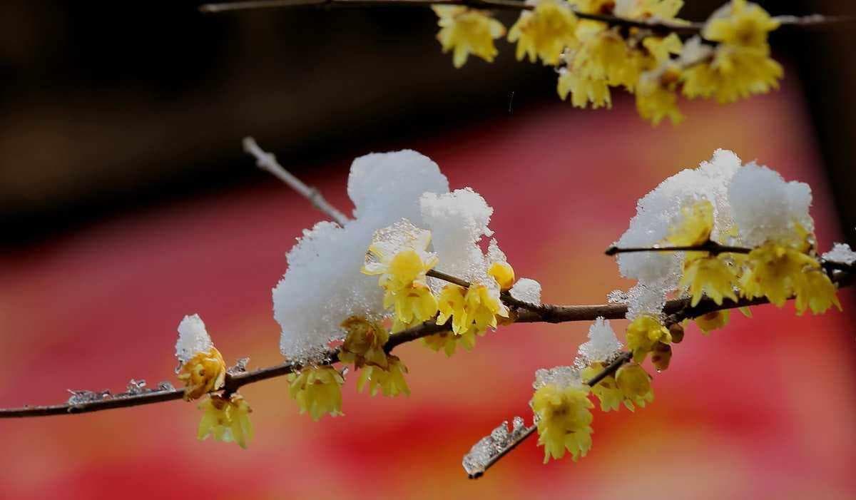 腊梅的芳香