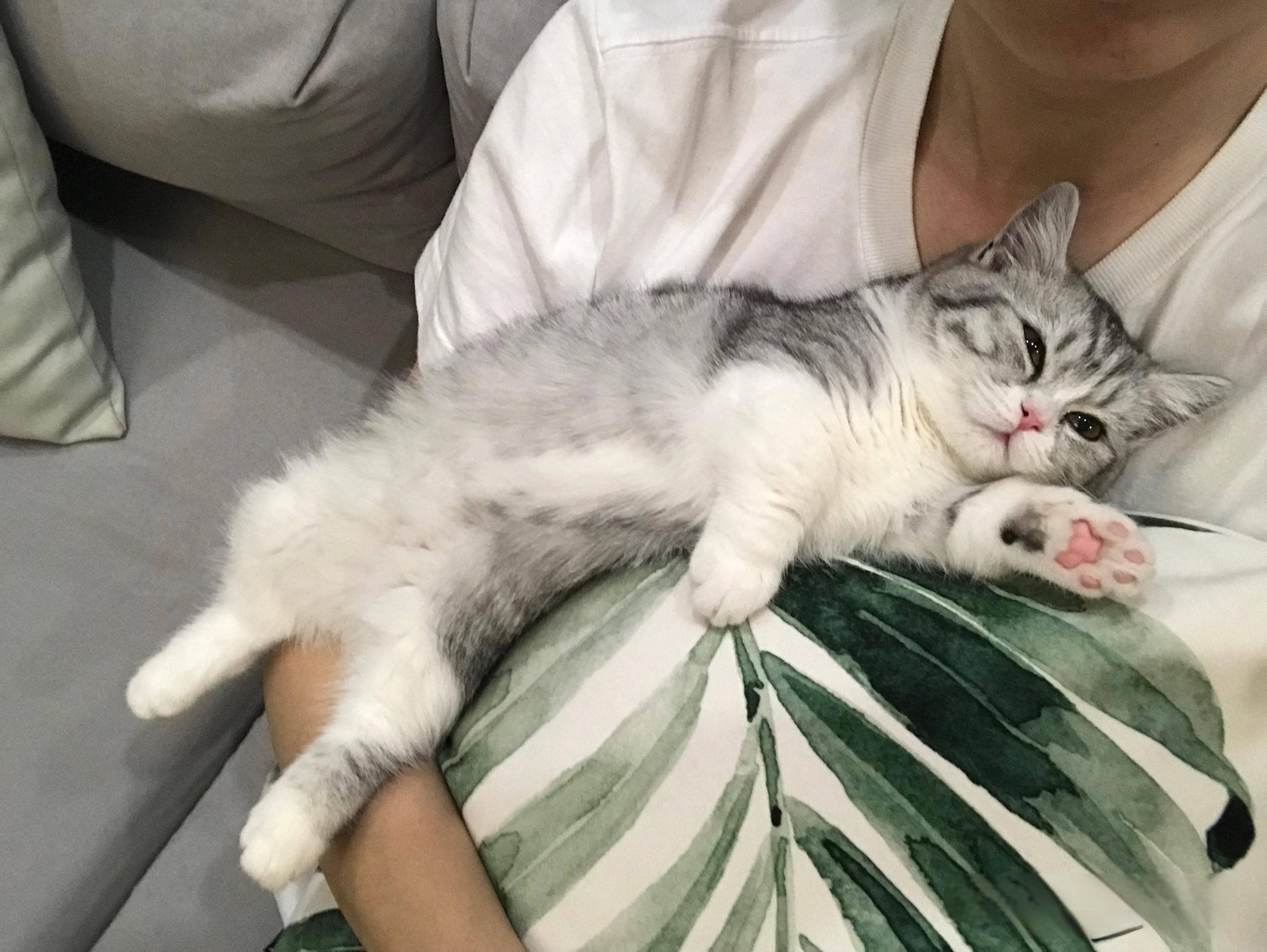 如何让猫咪认你为主人？掌握窍门很重要！