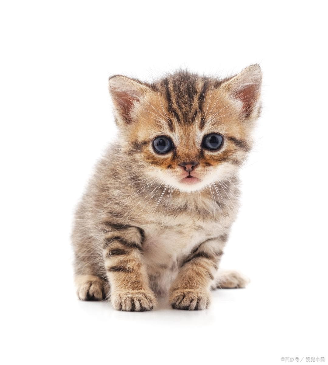 2025年最受欢迎猫咪品种TOP10：从英短到阿比西尼亚，总有一款适合你