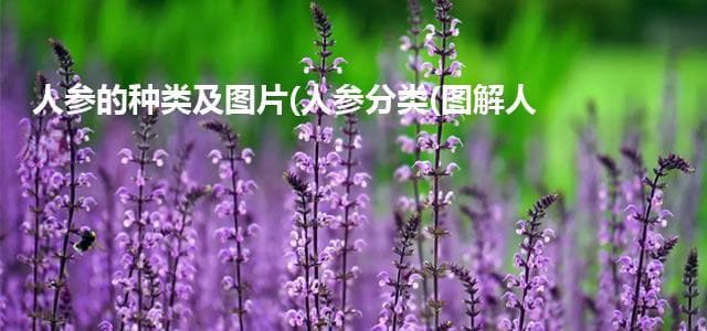 人参的种类及图片(人参分类(图解人参))