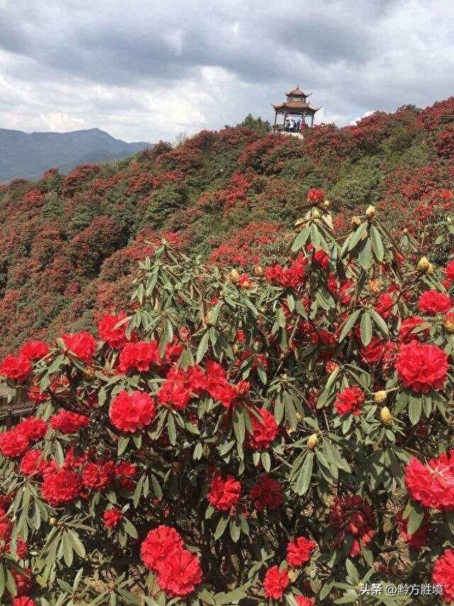 贵州乌蒙山上发现3万亩杜鹃花海，最大树龄超千年