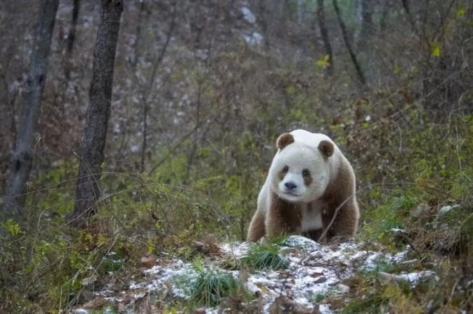 罕见棕色大熊猫之谜破解：中科院团队发现关键基因突变