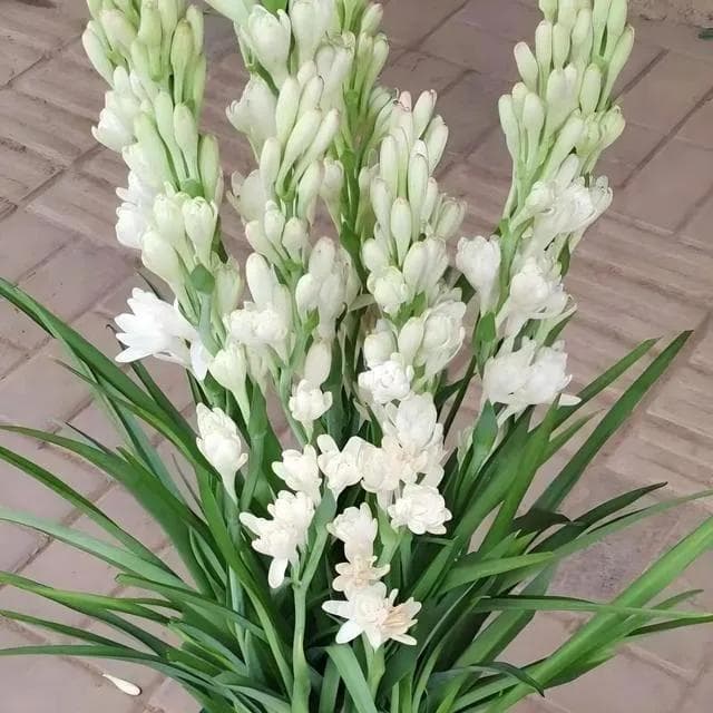 一文掌握晚香玉种植：从选种到病害防治