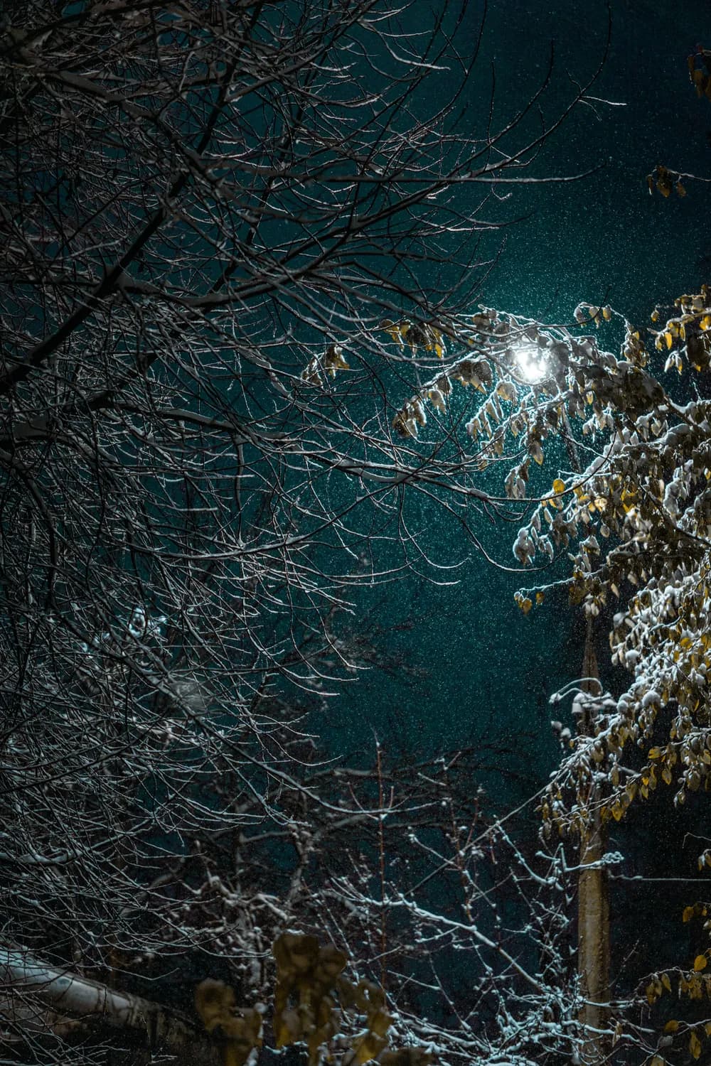 “吹灯窗更明”：袁枚以逆向思维描绘冬夜奇景