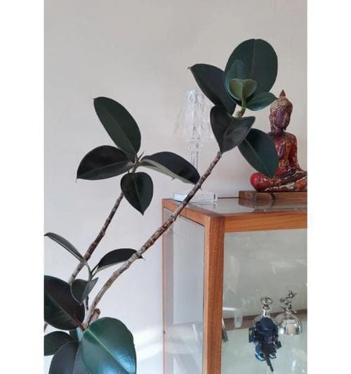 黑金刚橡皮树：坚韧生命力与希望的象征
