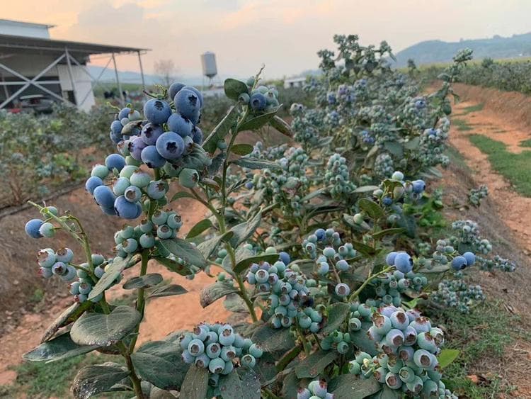 蓝莓种植土如何选择