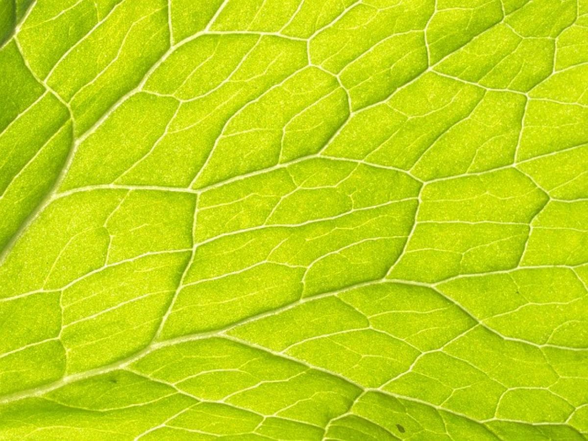 血管痣是什麼？深入了解血管痣的成因、症狀及治療方式