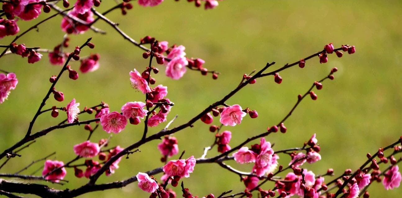 红梅花的花语与意义：探寻红梅花的诗意和象征