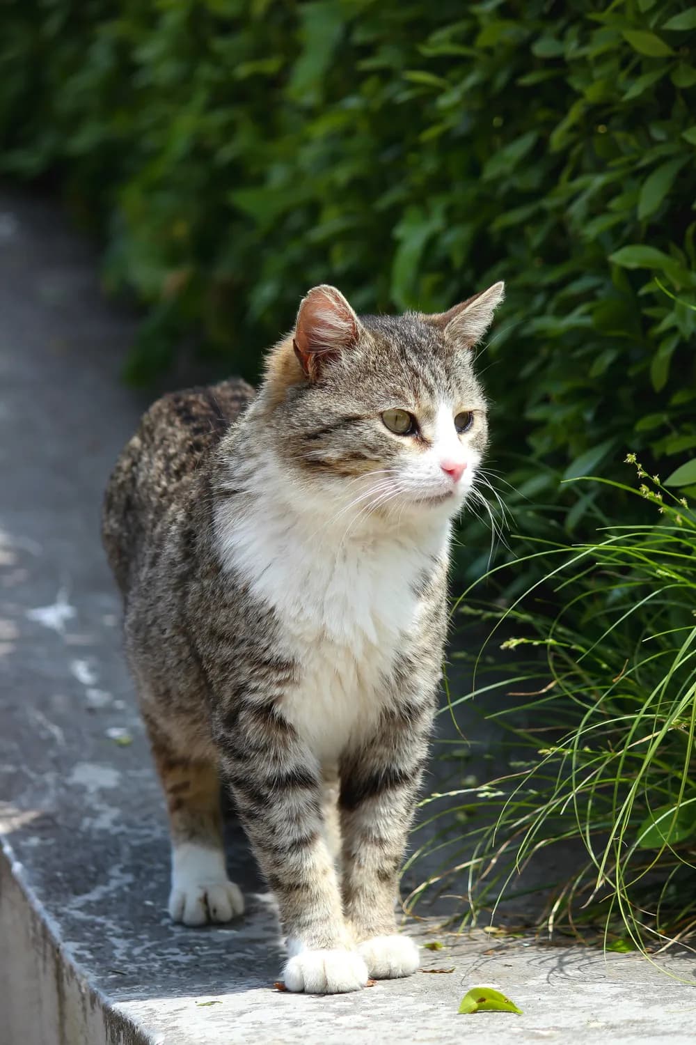 养猫新手必看：如何辨别纯种美短猫？