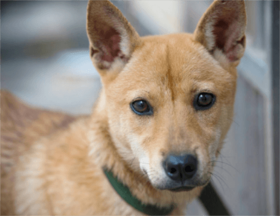 黄狗是什么狗？详解中华田园犬特征