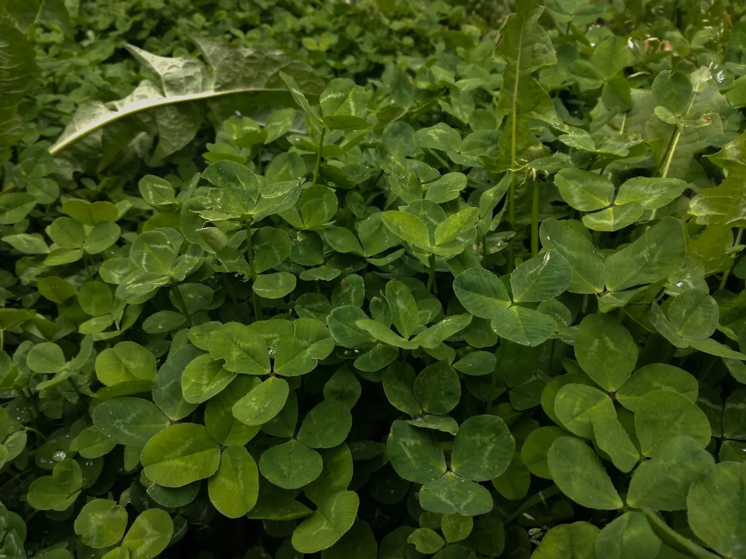 潍花8号：高产优质花生种植技术详解