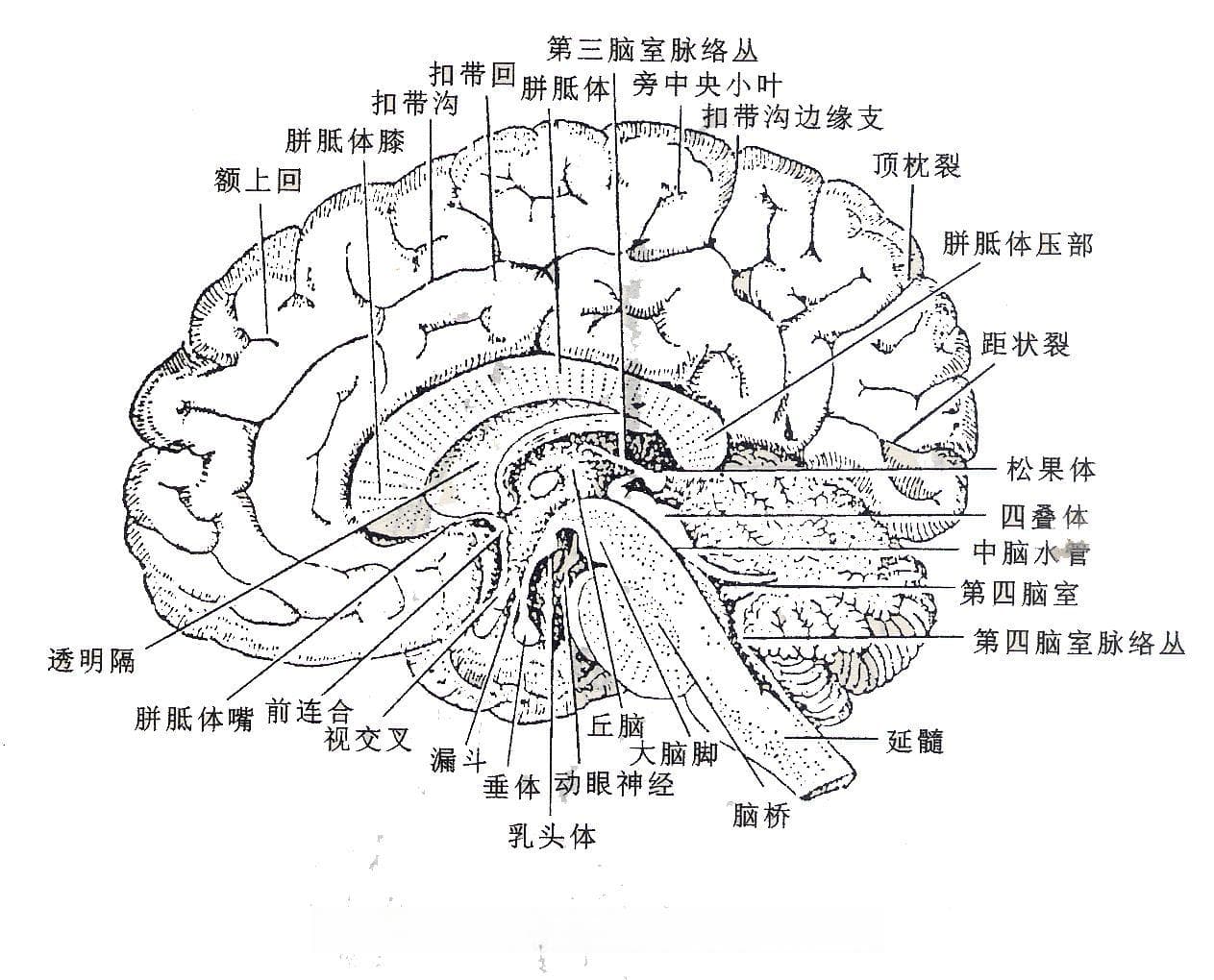 脑认知科学基础知识汇总（常见脑区、常见测试方法）