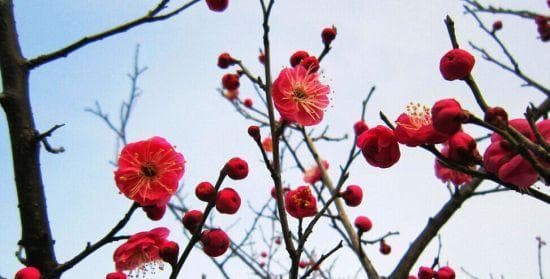 梅花的生长环境与栽培条件全解析