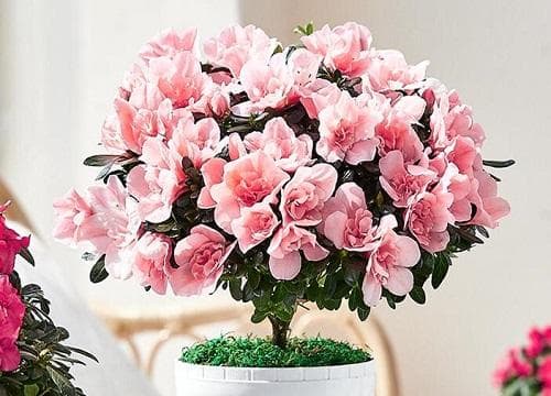 杜鹃花耐寒多少度？花期与多久