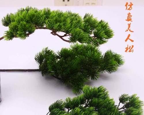 松柏的象征意义与寓意（从树木到人生哲学的探索之旅）