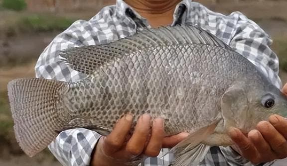 循环水养殖与生物絮凝养殖对罗非鱼生长及消化酶活性的影响研究