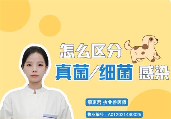 速来码！教你区分狗狗皮肤真菌和细菌感染