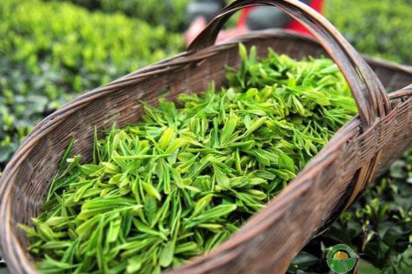 有机茶种植技术要点（建议收藏）