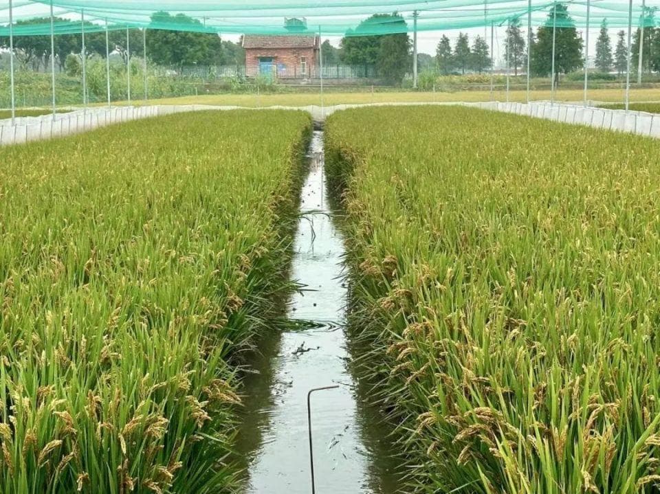 稻田养蛙，一地双收！松江这里的特色种养模式助农增收