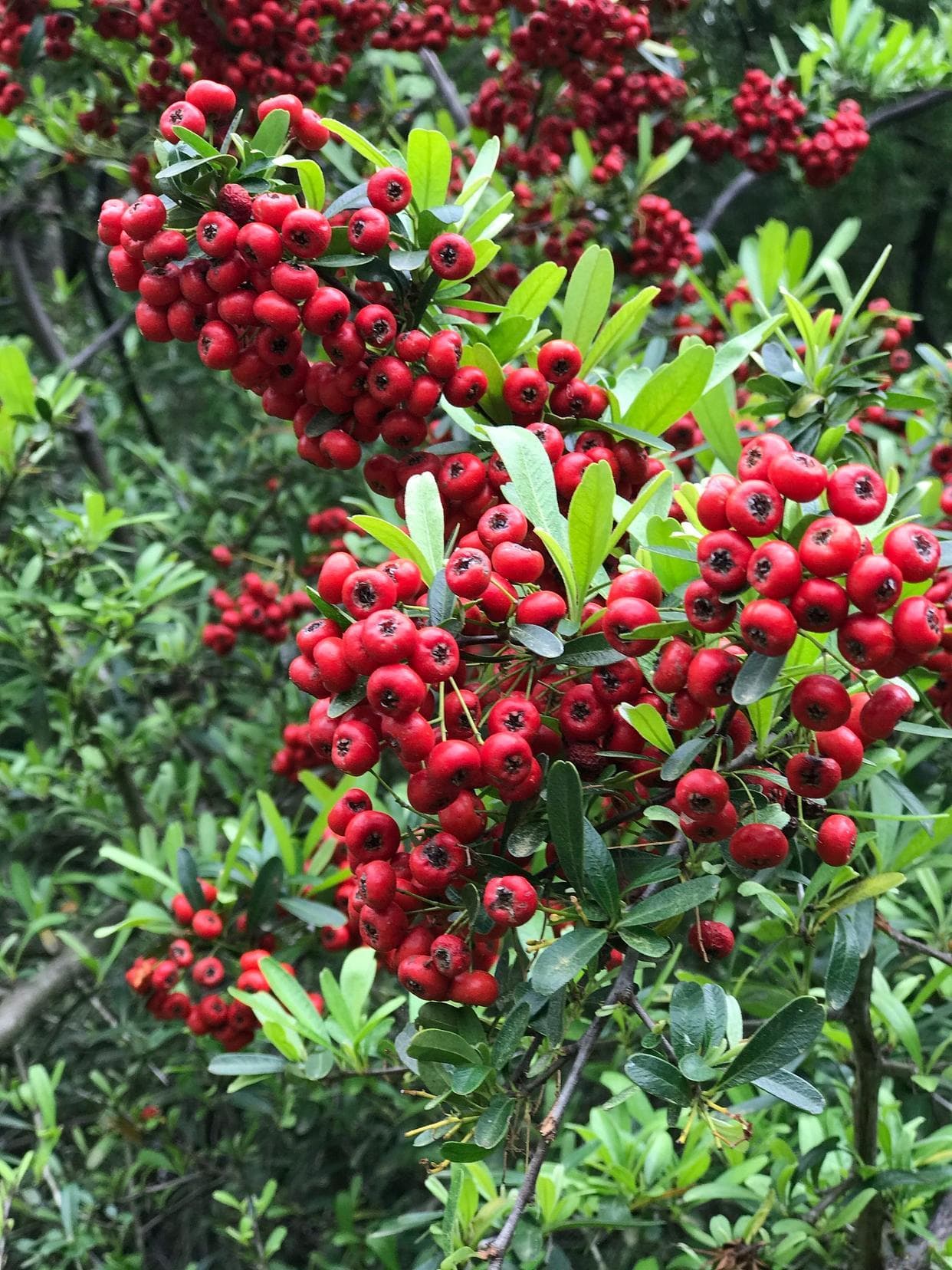 五味子是什么科的植物，五味子有哪些种类？
