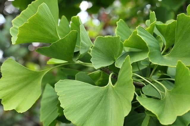 银杏叶片是增强记忆力、改善血液循环的良方，提醒：服用注意4点